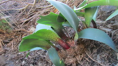 Haemanthus barkerae