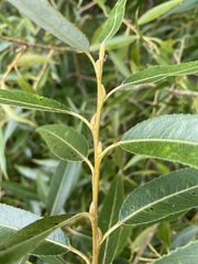 Salix euxina