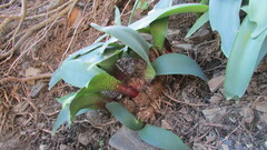 Haemanthus barkerae