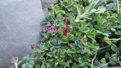 Indigofera meyeriana