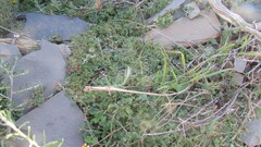 Indigofera meyeriana