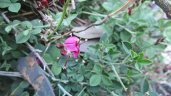 Indigofera meyeriana