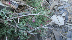 Indigofera meyeriana