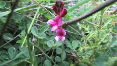 Indigofera meyeriana