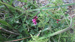 Indigofera meyeriana