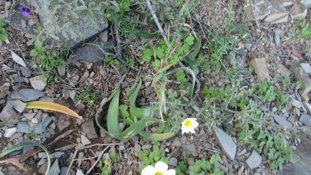 Strumaria aestivalis, Namakwa, ZA-NC, ZA