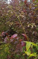 Parasenecio hastatus