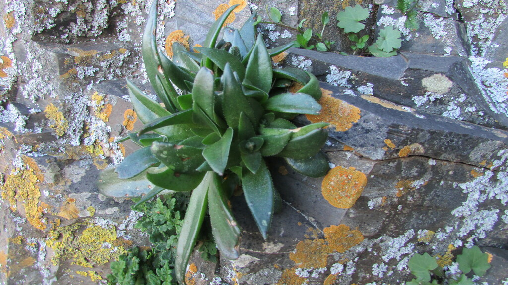 Crassula brachystachya