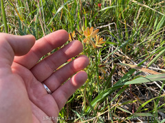 Wachendorfia multiflora