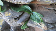 Massonia