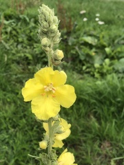 Verbascum phlomoides