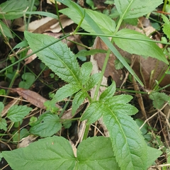 Sambucus gaudichaudiana