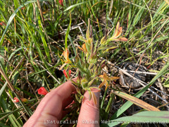 Wachendorfia multiflora