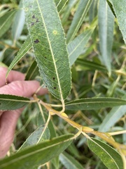 Salix euxina