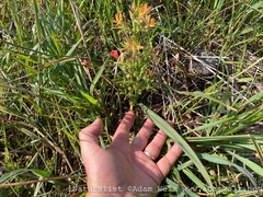 Wachendorfia multiflora