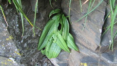 Massonia