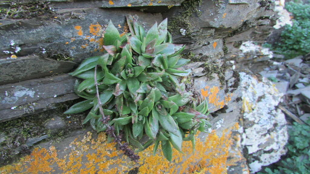 Crassula brachystachya 2