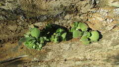 Crassula tomentosa