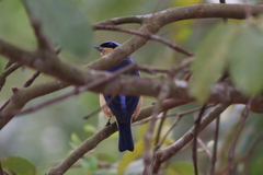 Pipraeidea melanonota