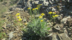 Senecio albifolius