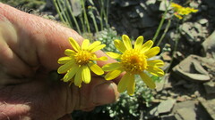 Senecio albifolius