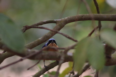 Pipraeidea melanonota