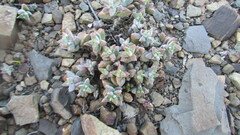Crassula deltoidea
