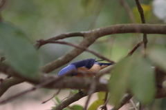 Pipraeidea melanonota