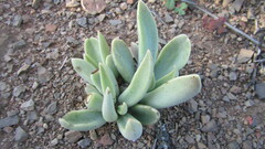 Adromischus phillipsiae