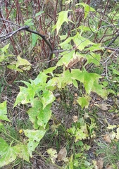 Parasenecio hastatus