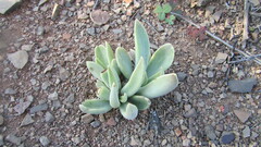 Adromischus phillipsiae