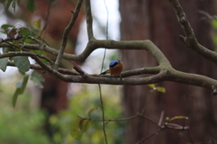 Pipraeidea melanonota