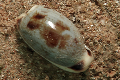 Erronea cylindrica