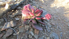 Crassula nudicaulis