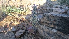 Lachenalia inconspicua