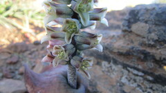 Lachenalia inconspicua