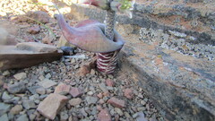 Lachenalia inconspicua