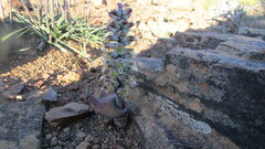 Lachenalia inconspicua