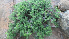 Pelargonium tragacanthoides