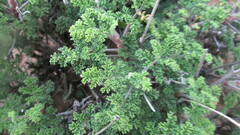 Pelargonium tragacanthoides