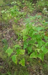 Parasenecio hastatus