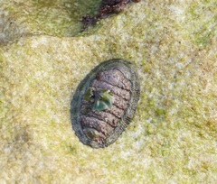 Sypharochiton pelliserpentis