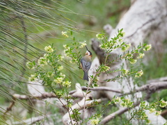 Acanthorhynchus tenuirostris