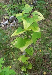 Parasenecio hastatus