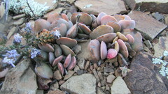 Adromischus
