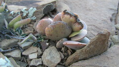 Adromischus