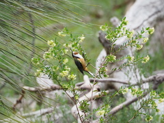 Acanthorhynchus tenuirostris