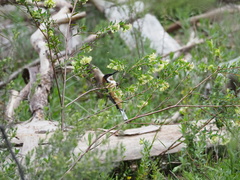 Acanthorhynchus tenuirostris