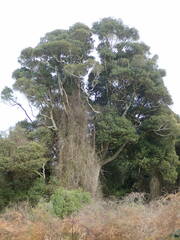 Elaeocarpus hookerianus