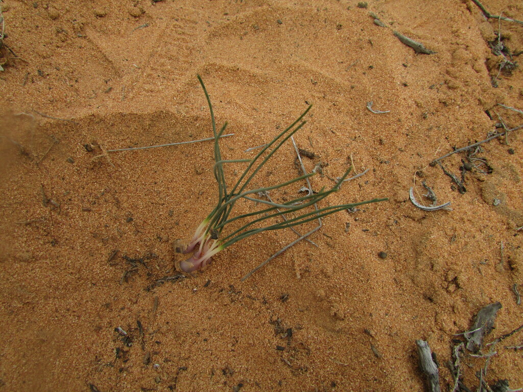 Drimia arenicola, Olifants River Settlement, South Africa